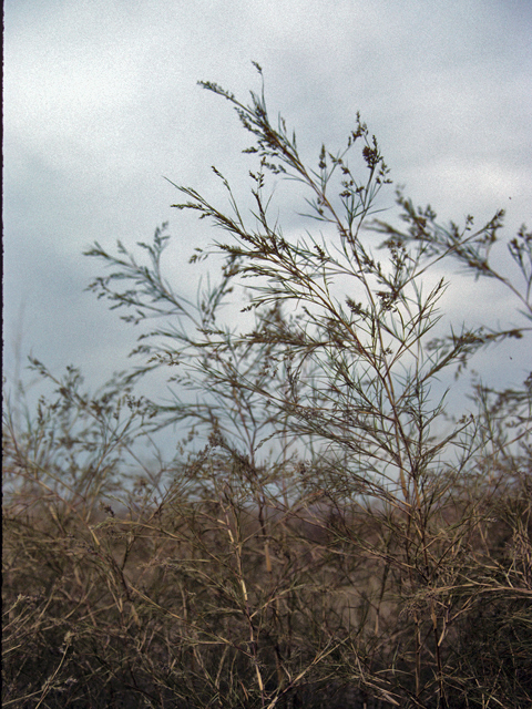 Muhlenbergia dumosa (Bamboo muhly) #23343