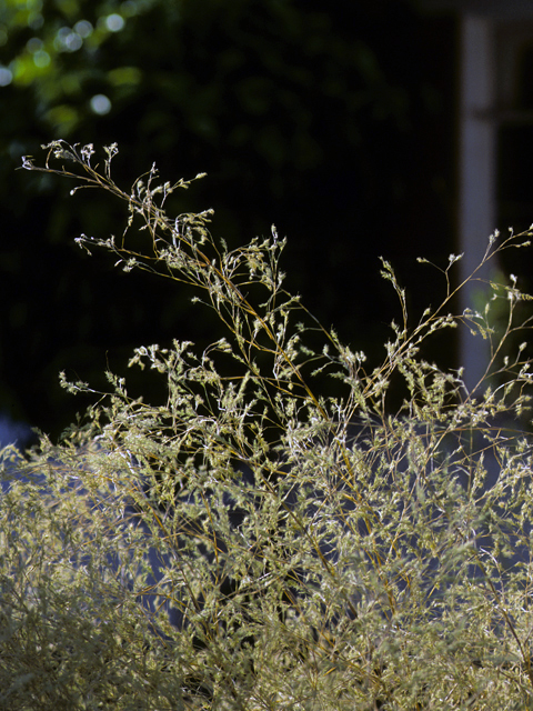 Muhlenbergia dumosa (Bamboo muhly) #23344