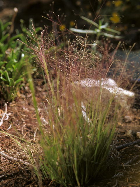 Muhlenbergia minutissima (Annual muhly) #23349