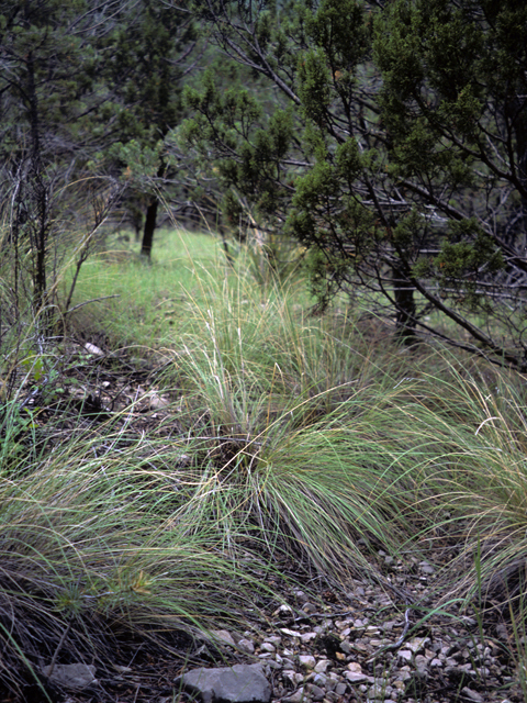 Muhlenbergia rigens (Deergrass) #23350