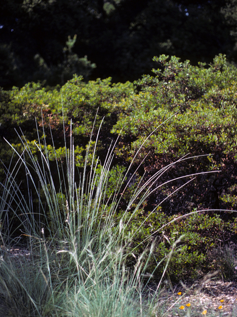 Muhlenbergia rigens (Deergrass) #23351