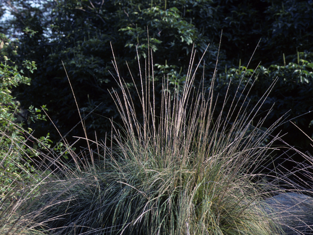 Muhlenbergia rigens (Deergrass) #23352