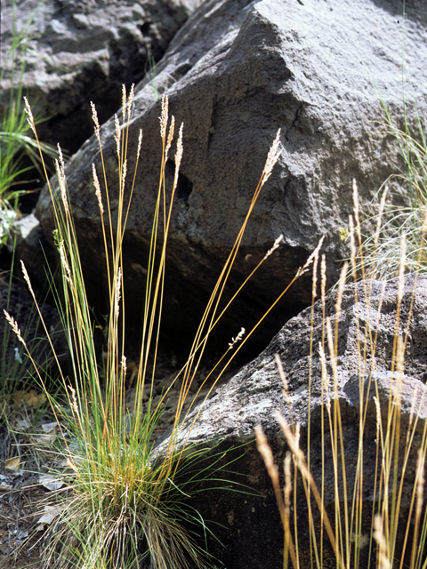 Muhlenbergia thurberi (Thurber's muhly) #23355