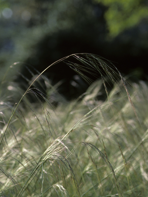 Nassella cernua (Nodding needlegrass) #23371