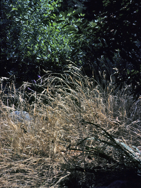 Nassella pulchra (Purple needlegrass) #23372