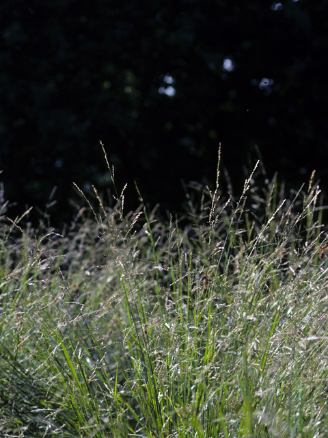 Nassella pulchra (Purple needlegrass) #23373