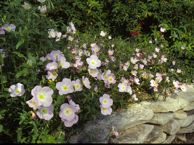 Oenothera speciosa (Pink evening primrose) #23440