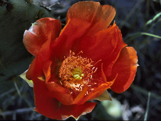 Opuntia engelmannii (Cactus apple) #23475