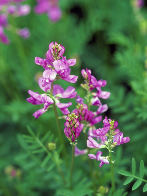 Oxytropis lambertii (Purple locoweed) #23534