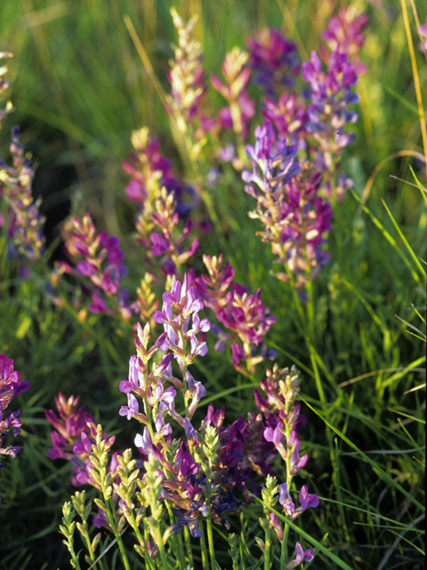 Oxytropis lambertii var. articulata (Purple locoweed) #23535