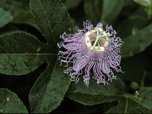 Passiflora incarnata (Maypop) #23588