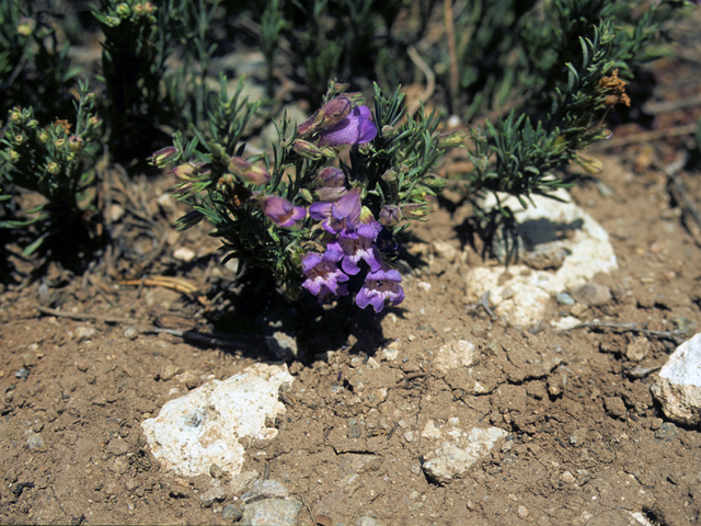 Penstemon crandallii (Crandall's penstemon) #23628