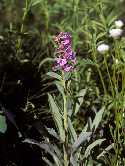 Penstemon gracilis var. gracilis (Lilac penstemon) #23638