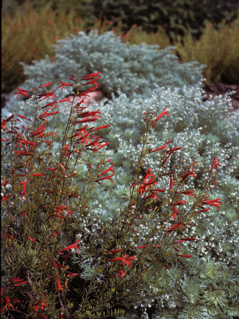 Penstemon pinifolius (Pine-needle penstemon) #23651