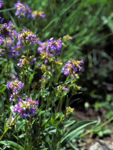 Penstemon procerus (Littleflower penstemon) #23652