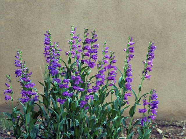 Penstemon strictus (Rocky mountain penstemon) #23661