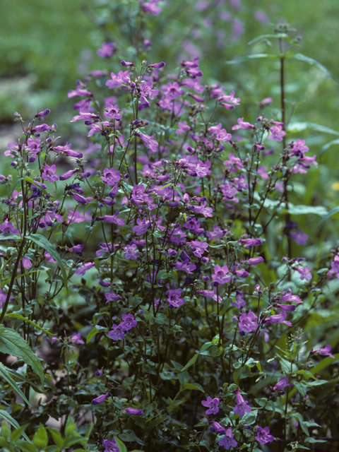 Penstemon tenuis (Brazos penstemon) #23668