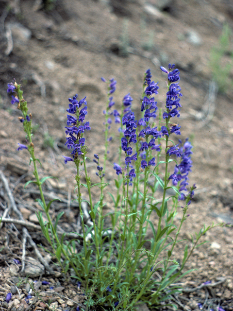 Penstemon virgatus (Upright blue penstemon) #23676