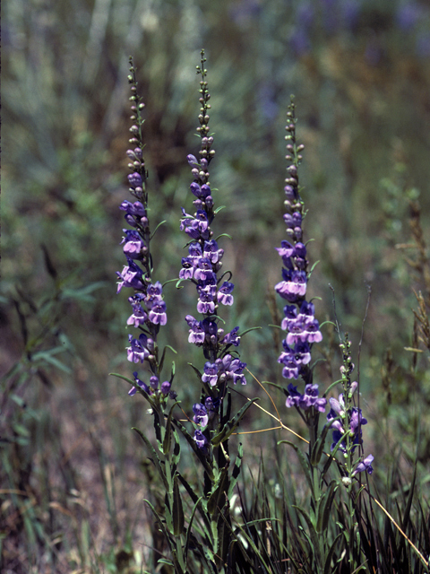 Penstemon virgatus (Upright blue penstemon) #23680