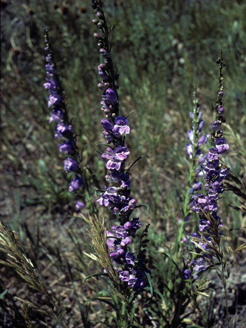 Penstemon virgatus (Upright blue penstemon) #23681