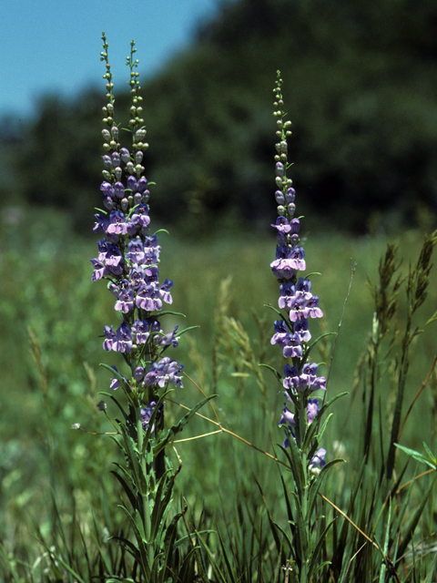 Penstemon virgatus (Upright blue penstemon) #23682