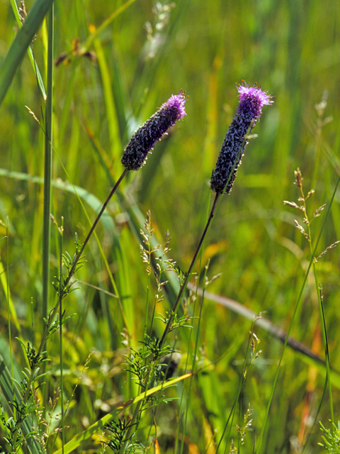 Dalea purpurea var. purpurea (Purple prairie clover) #23695