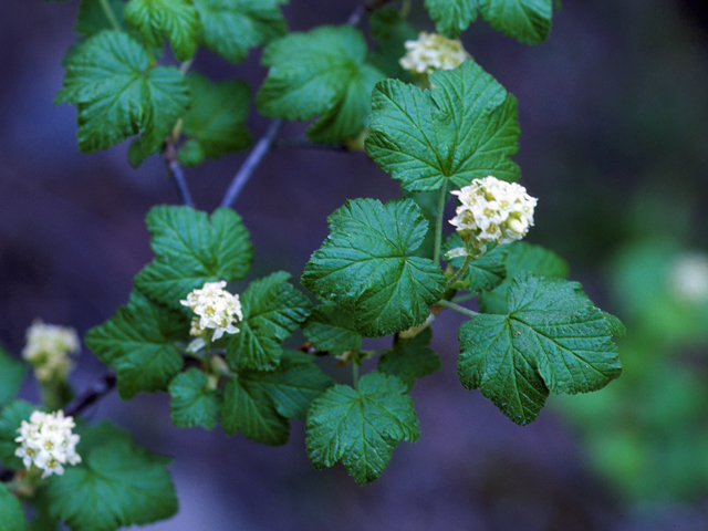 Physocarpus monogynus (Mountain ninebark) #23760