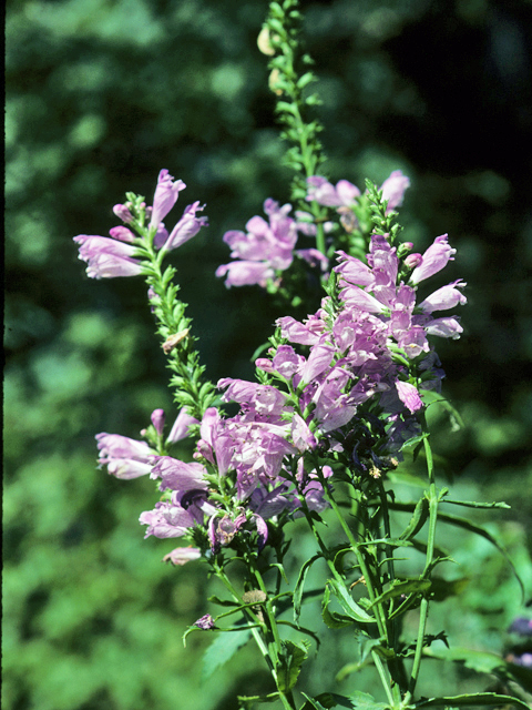 Physostegia virginiana (Fall obedient plant) #23769