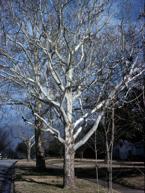 Platanus occidentalis (American sycamore) #23836