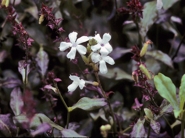 Plumbago scandens (Doctorbush) #23839