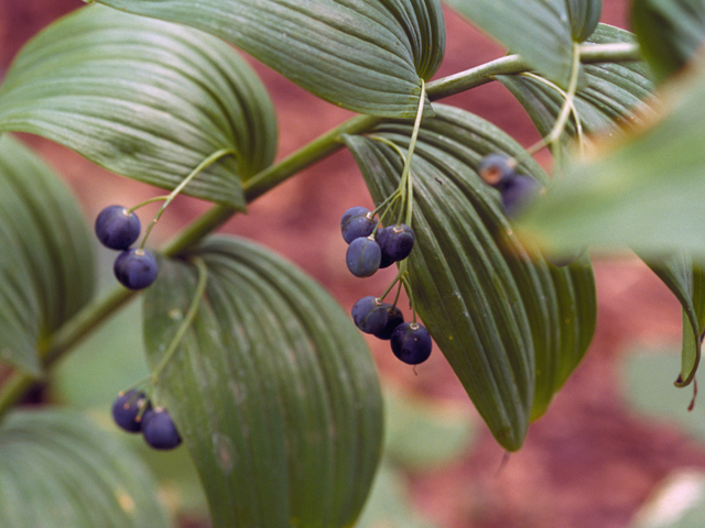 Polygonatum biflorum (Smooth solomon's seal) #23865