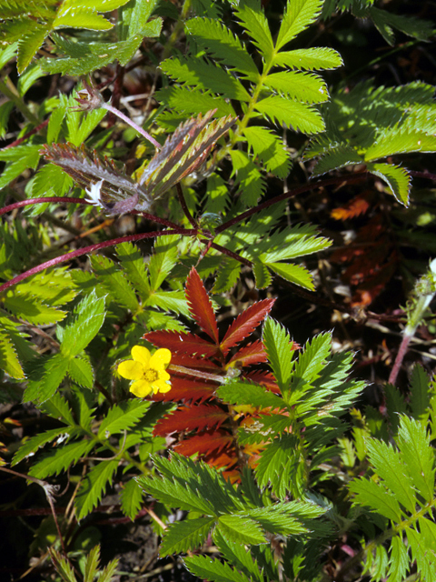 Argentina anserina (Silverweed cinquefoil) #23896