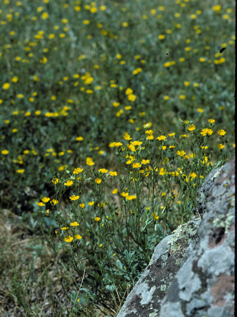 Potentilla hippiana (Woolly cinquefoil) #23901