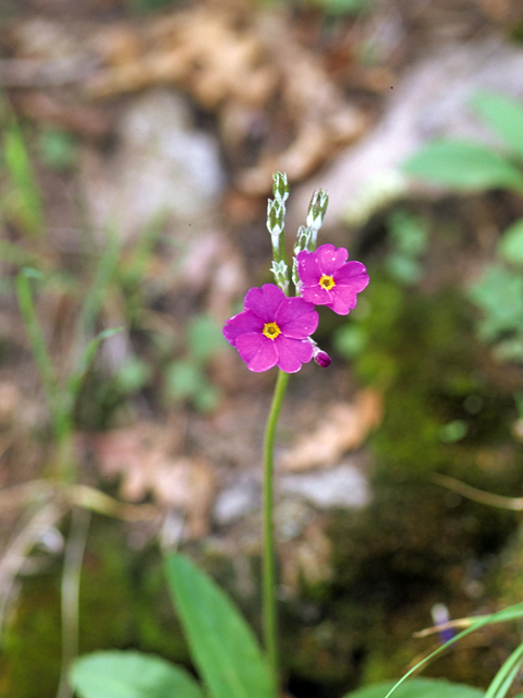 Primula rusbyi (Rusby's primrose) #23904