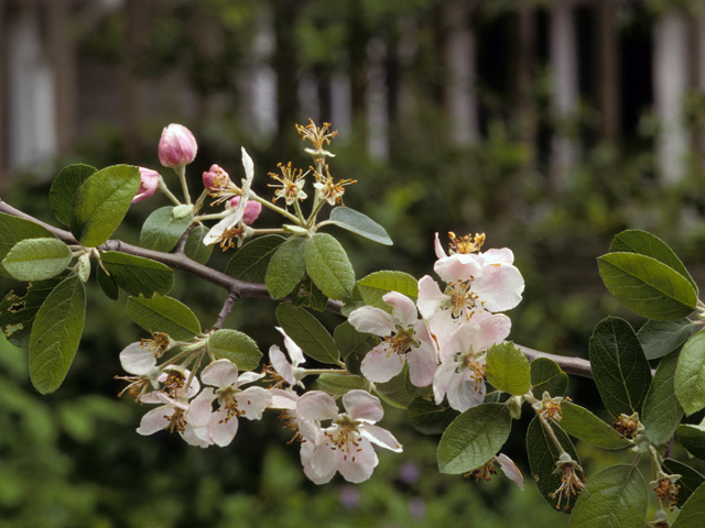 Malus ioensis var. texana (Texas crabapple) #24007