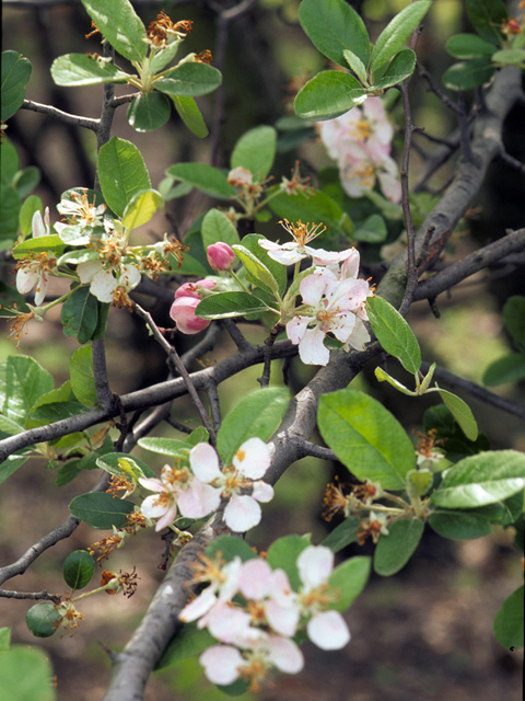 Malus ioensis var. texana (Texas crabapple) #24008