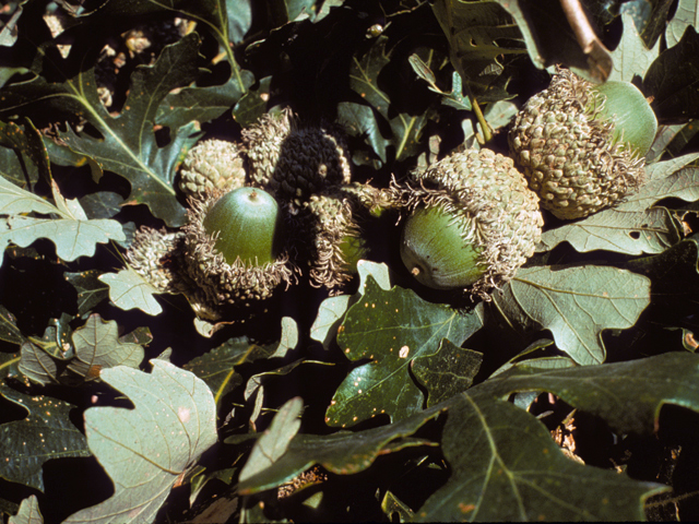 Quercus macrocarpa (Bur oak) #24065