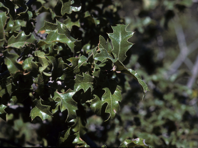 Quercus pungens (Pungent oak) #24086