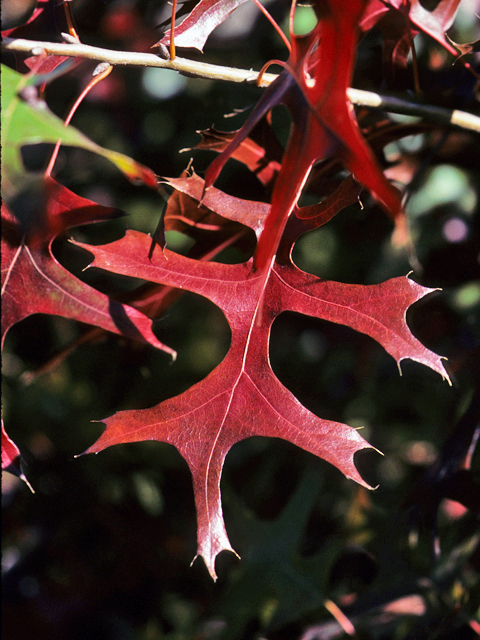 Quercus buckleyi (Texas red oak) #24117