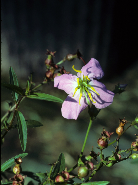 Rhexia mariana (Maryland meadow beauty) #24171