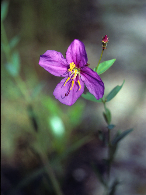 Rhexia mariana (Maryland meadow beauty) #24172