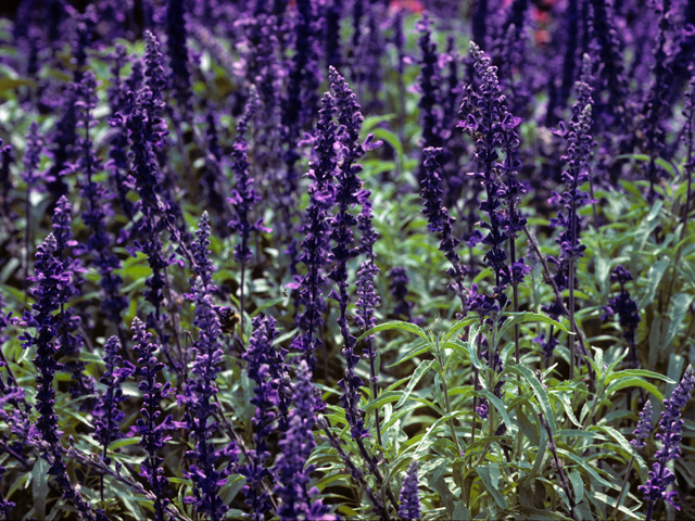 Salvia farinacea (Mealy blue sage) #24427