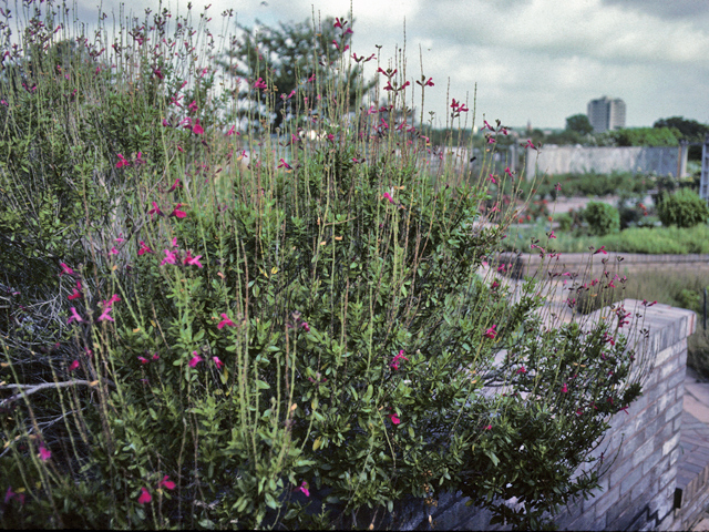 Salvia greggii (Autumn sage) #24432