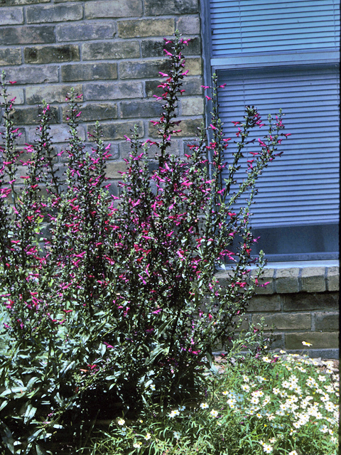 Salvia pentstemonoides (Big red sage) #24447