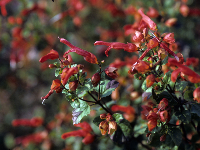 Salvia regla (Mountain sage) #24450