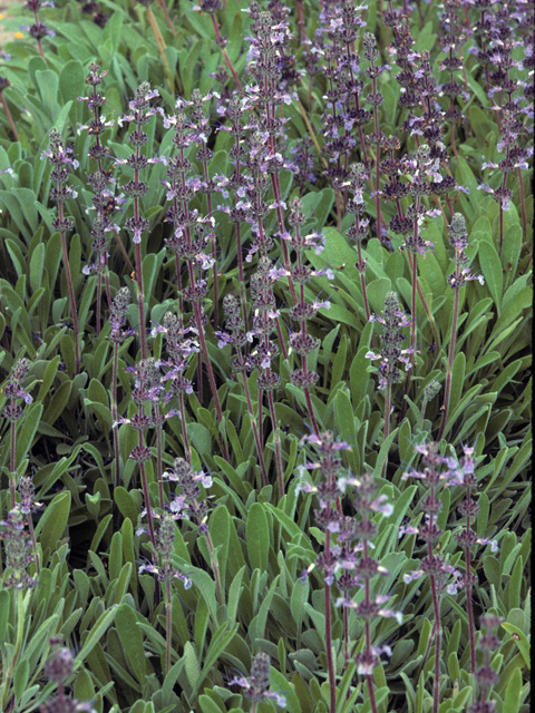 Salvia sonomensis (Creeping sage) #24455