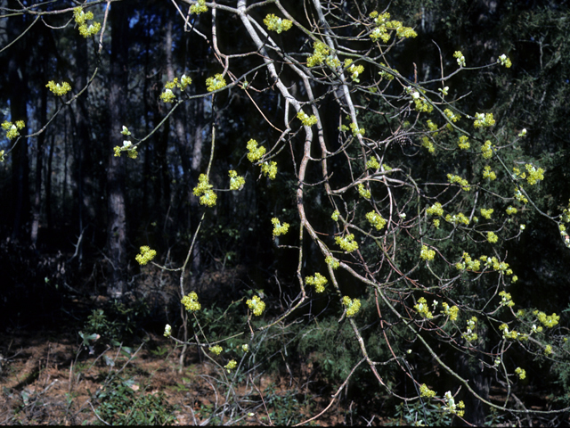 Sassafras albidum (Sassafras) #24498