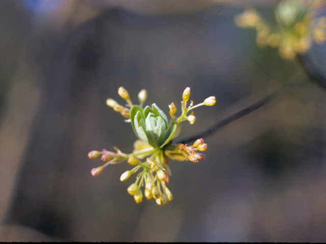 Sassafras albidum (Sassafras) #24505