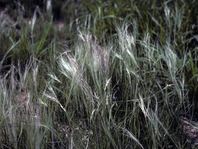 Scleropogon brevifolius (Burrograss) #24540