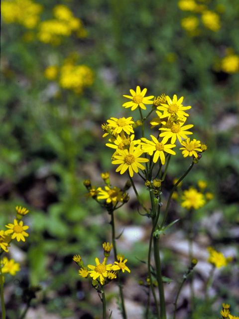 Packera obovata (Golden groundsel) #24561